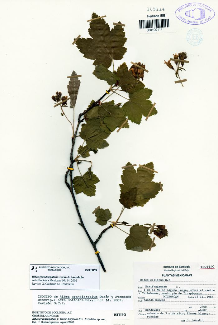 Ribes gransisepalum